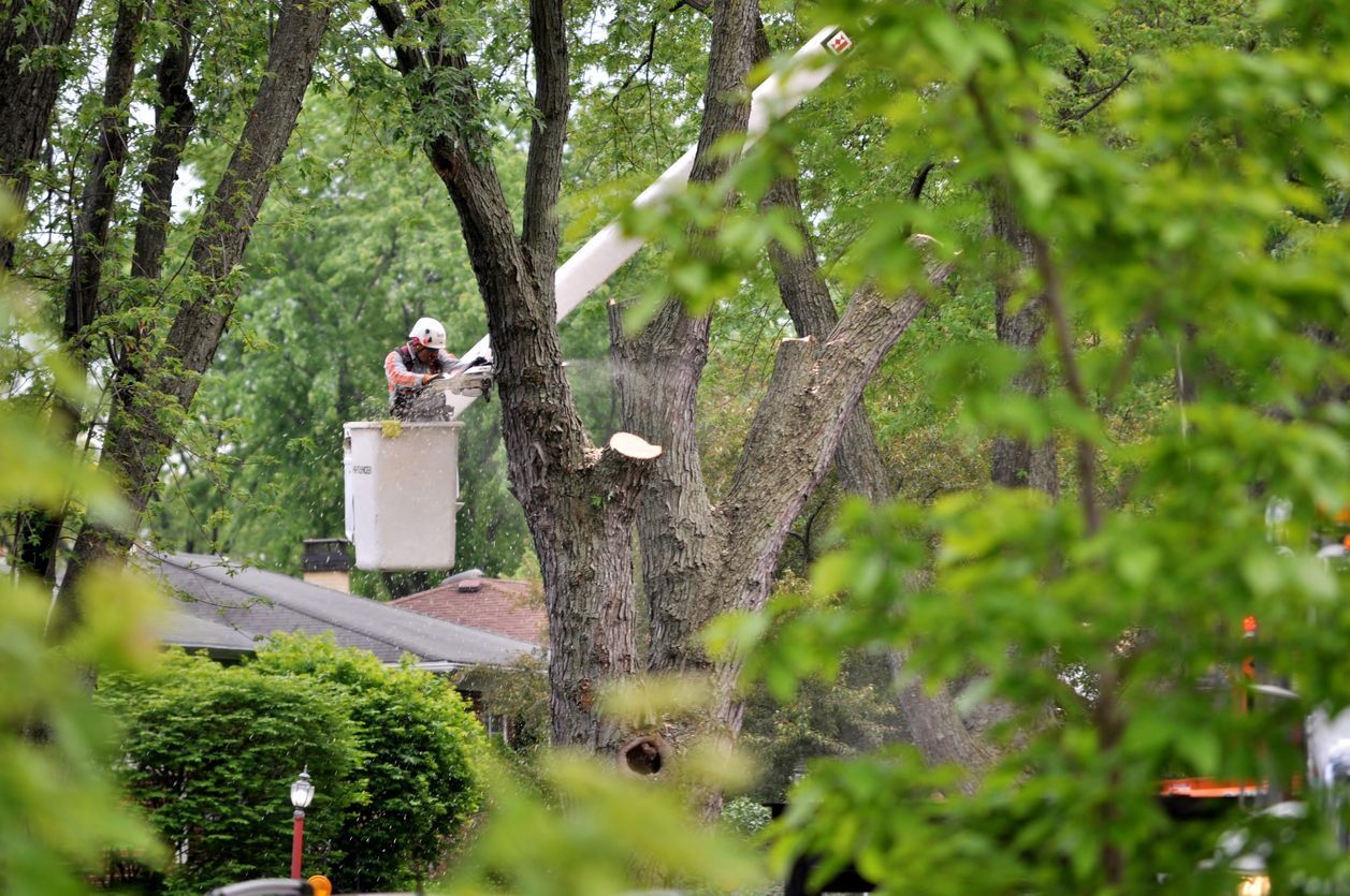 A worker in a white bucket truck operates a chainsaw to trim branches from a large tree in a residential neighborhood.