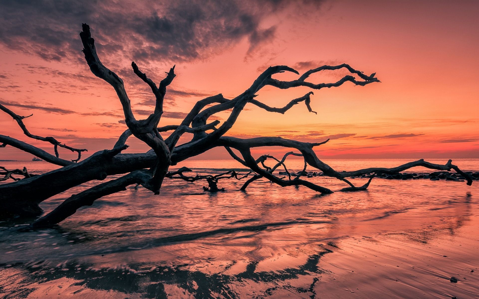 sunsetting behing dried branches on a beach