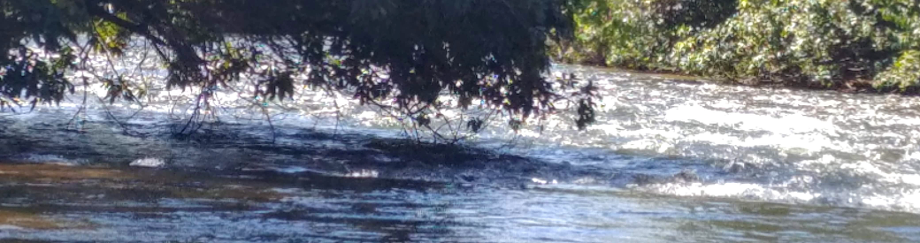 tree branches above whitewater
