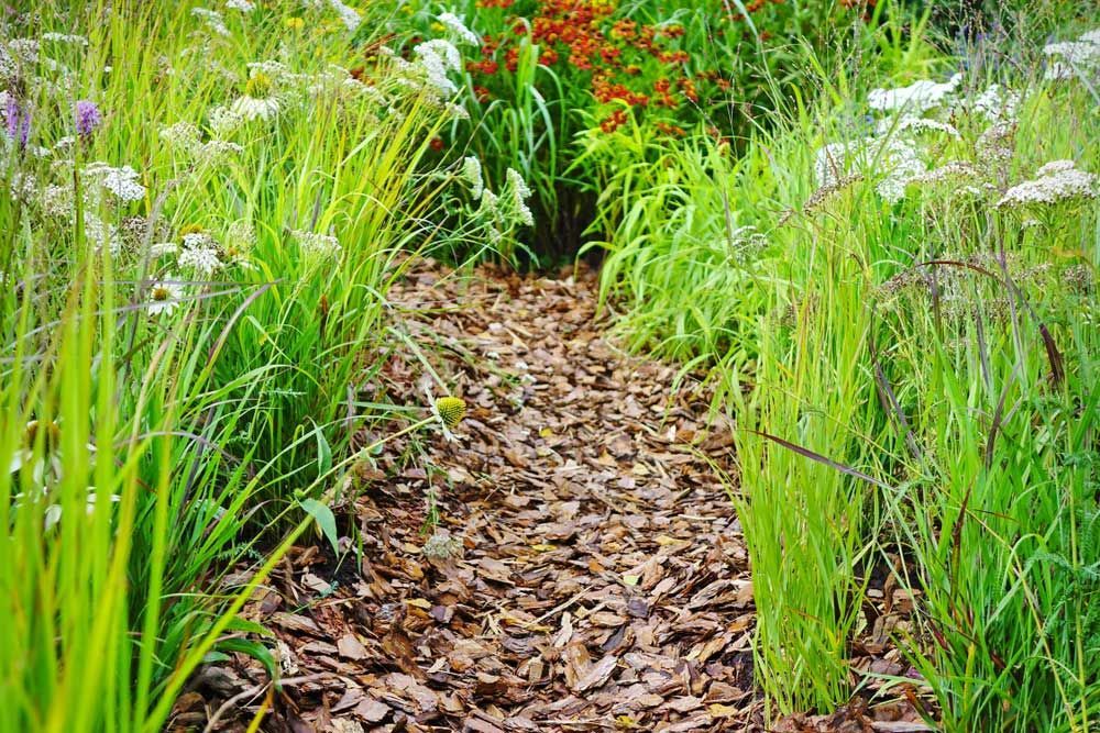 A Path Surrounded by Tall Grass and Flowers in a Garden — Tony Eldridge Property Services in Forster, NSW