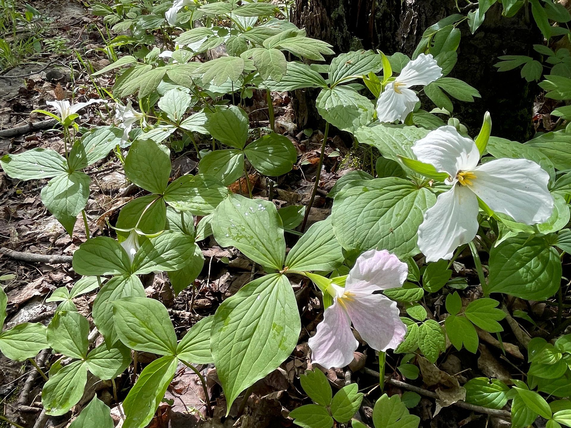 Trilliums in Grey Highlands