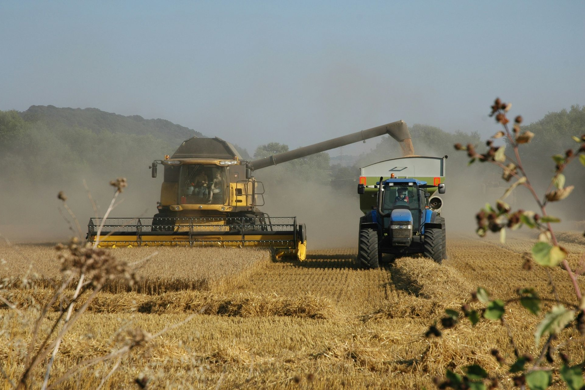 Combine harvester harvesting crops with a tractor alongside in a field on a sunny day.