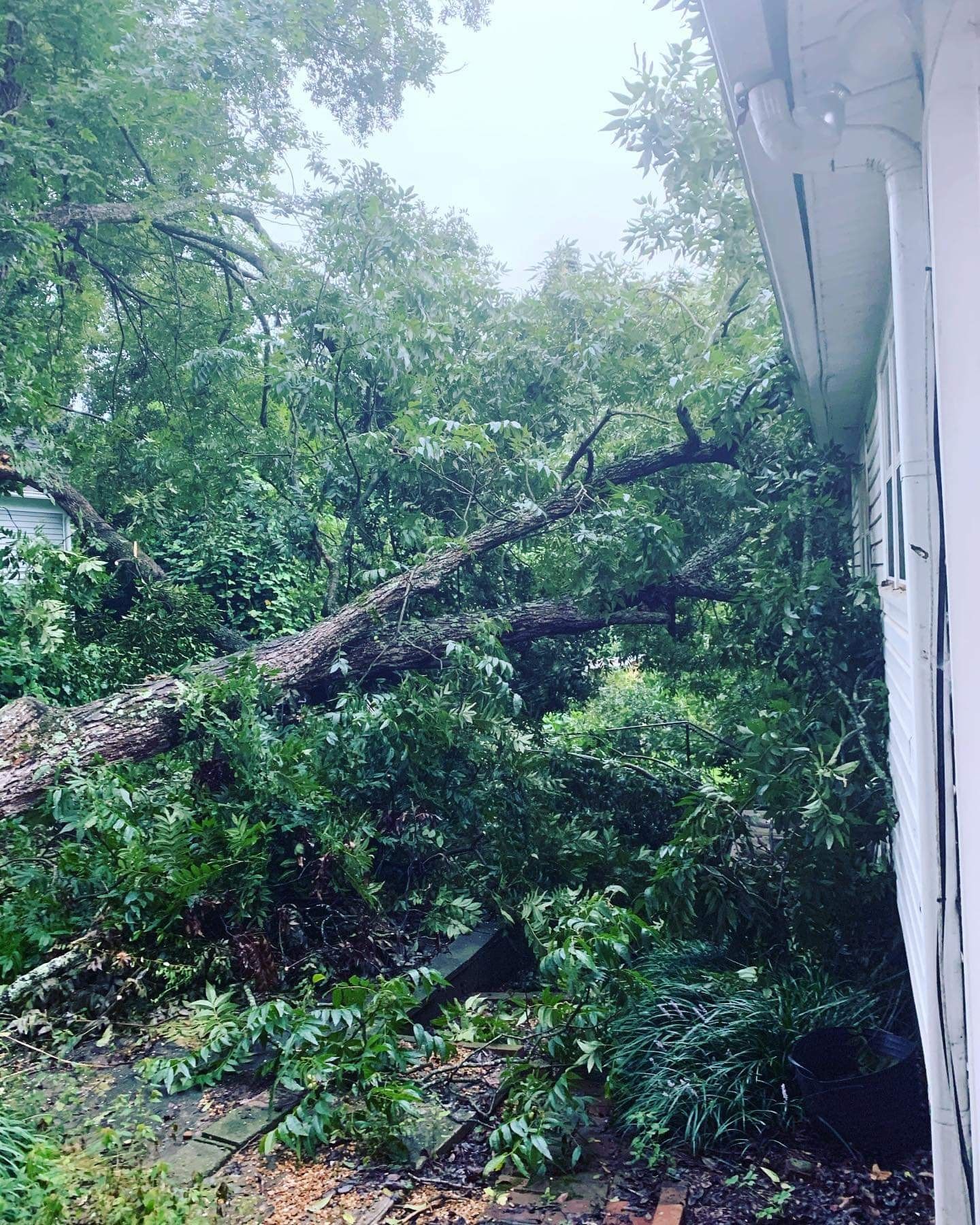 Fallen tree, partially on a house, surrounded by green foliage, under overcast skies.