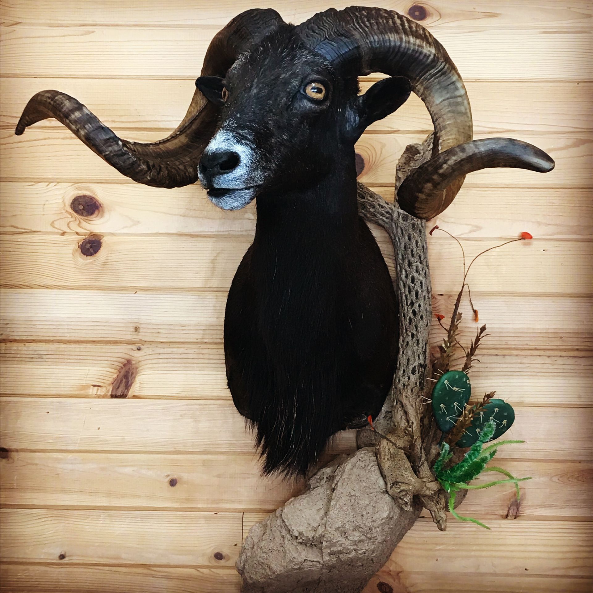 A stuffed exotic animal head is mounted on a wooden wall