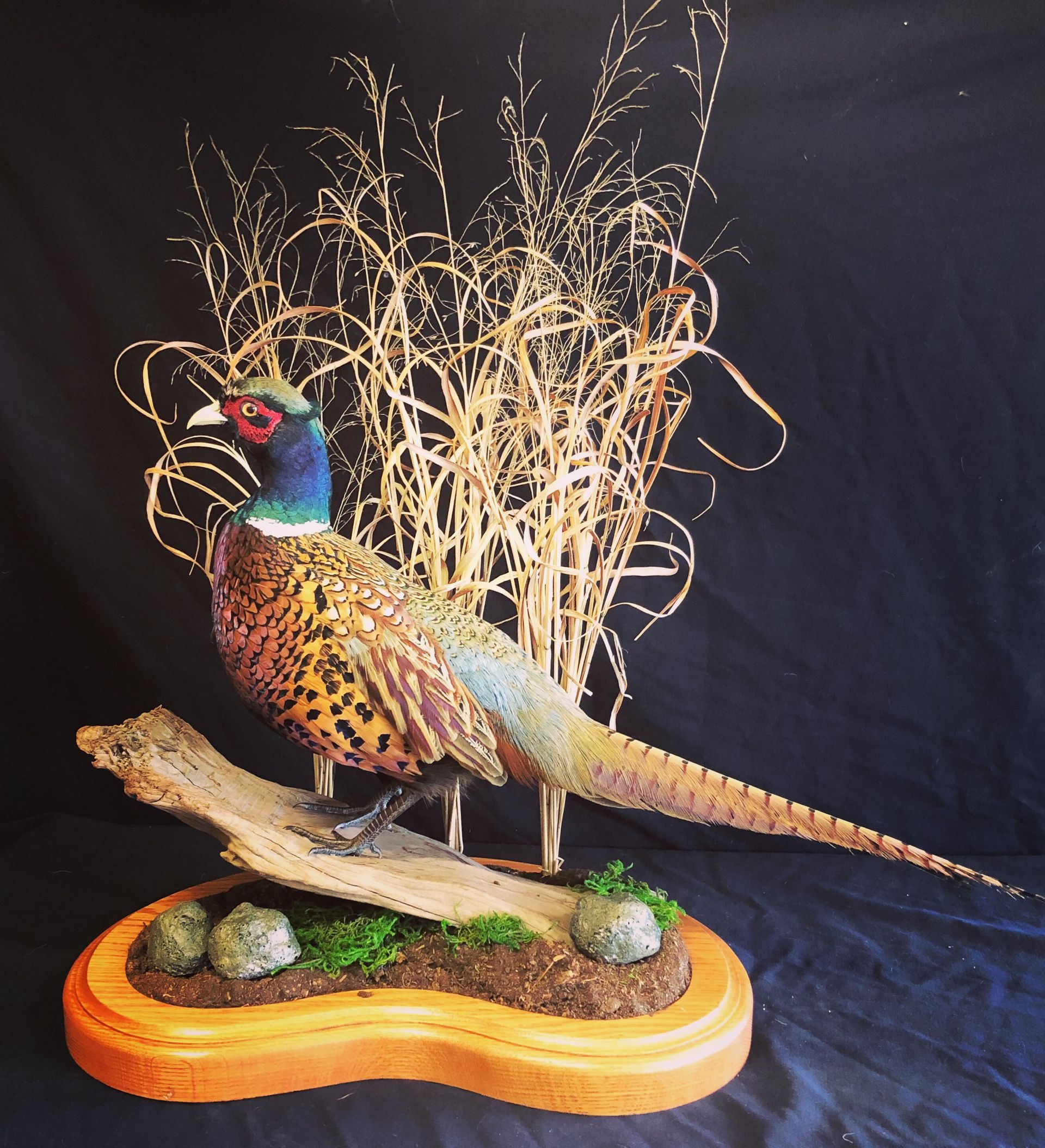 A stuffed pheasant is sitting on a wooden base