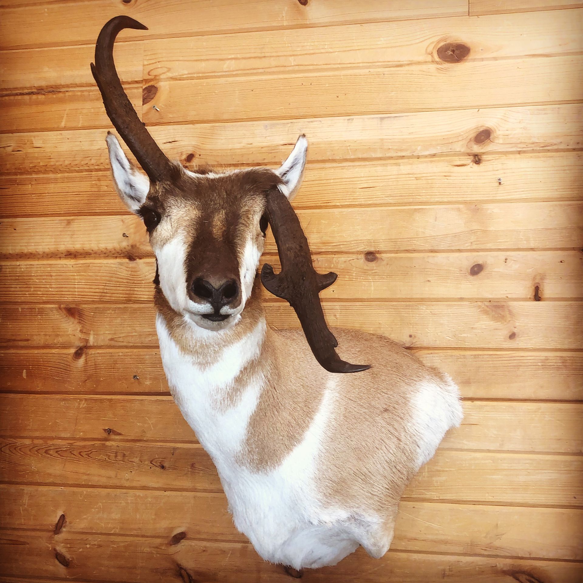 An anelope head is hanging on a wooden wall.