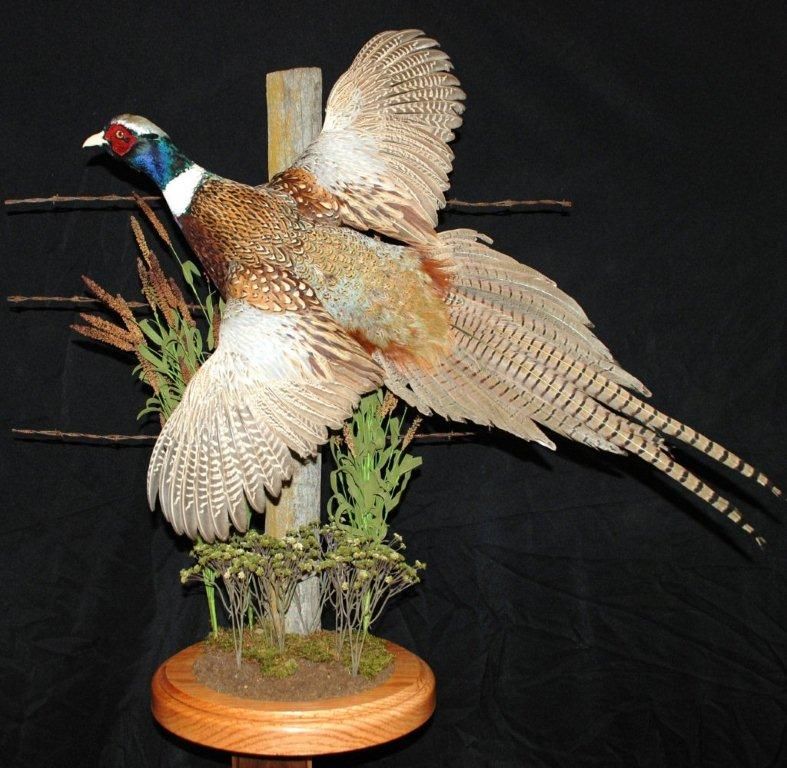 A stuffed pheasant is sitting on a wooden stand