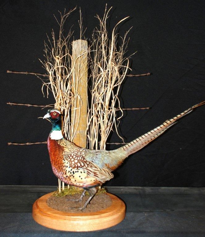 A stuffed pheasant is standing on a wooden base