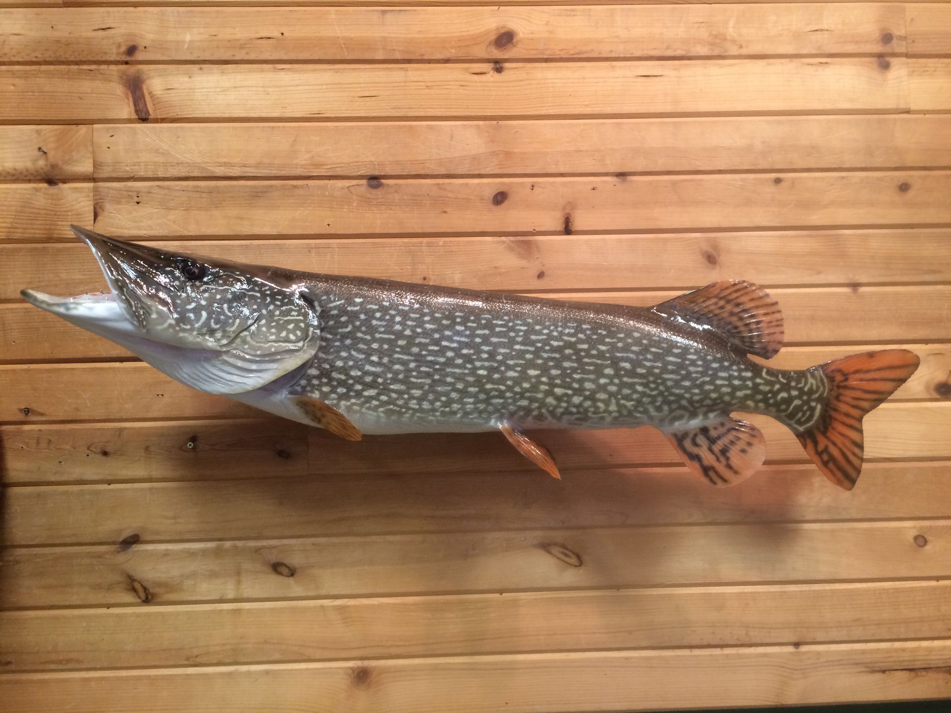 A large fish is hanging on a wooden wall.