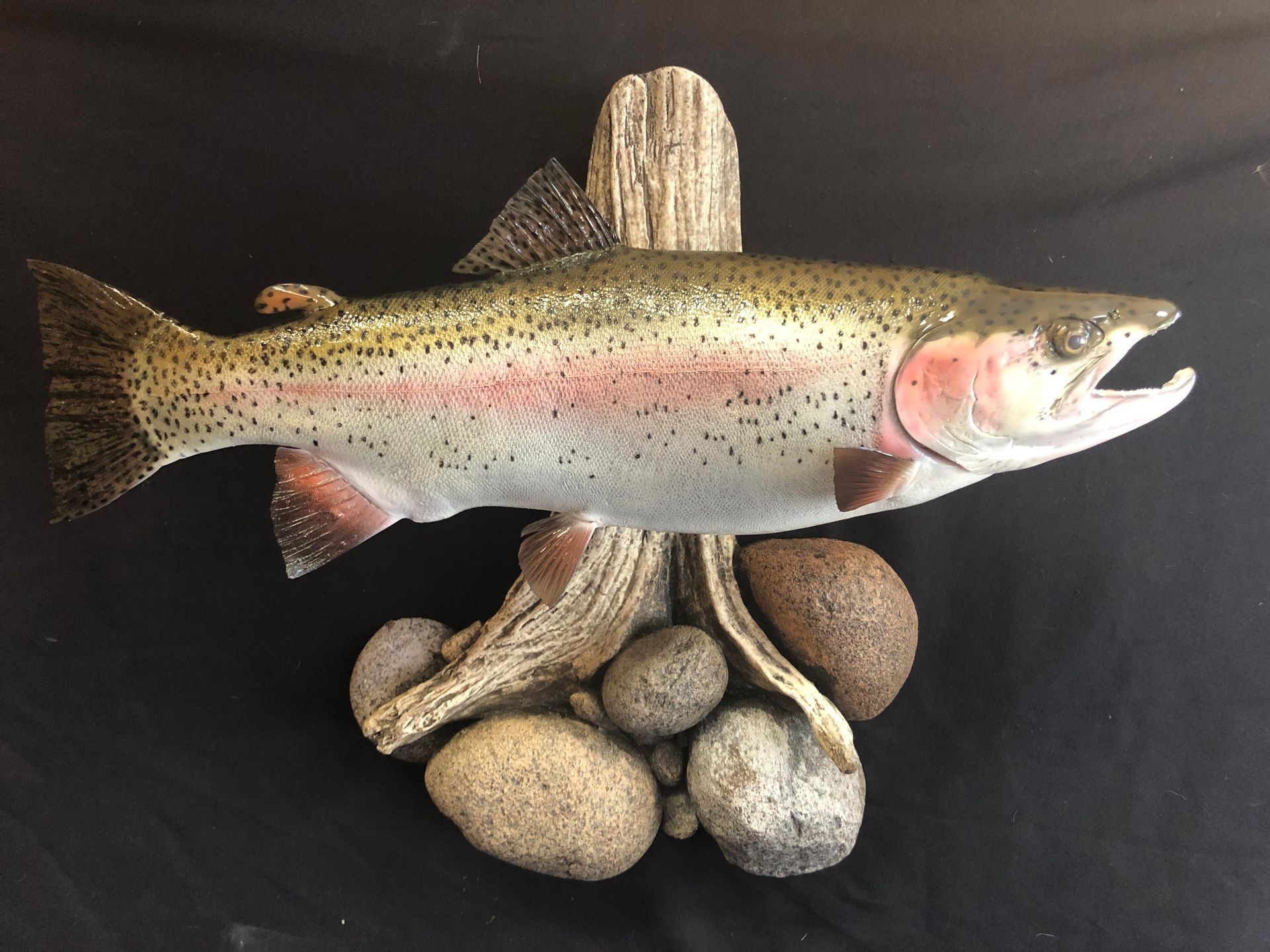 A rainbow trout is sitting on a rock with its mouth open.