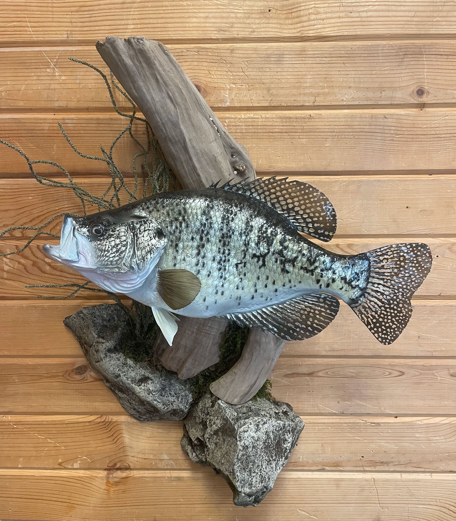 A fish is sitting on a piece of driftwood on a wooden table.
