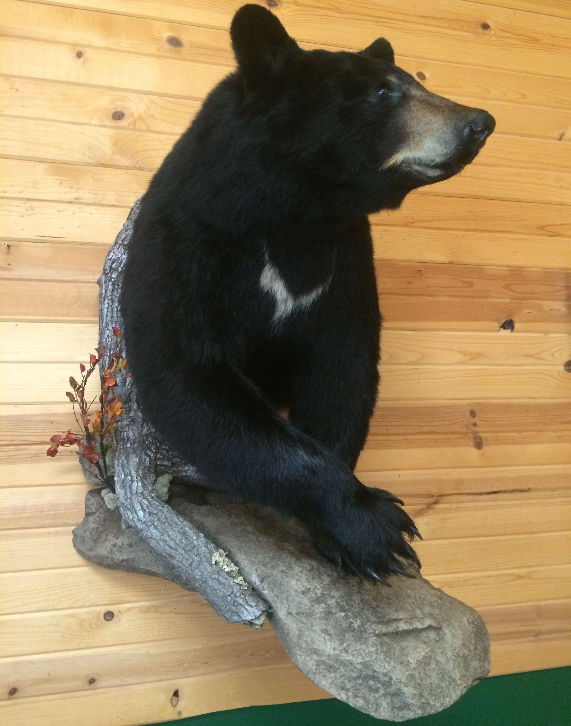 A black bear is mounted on a wooden wall
