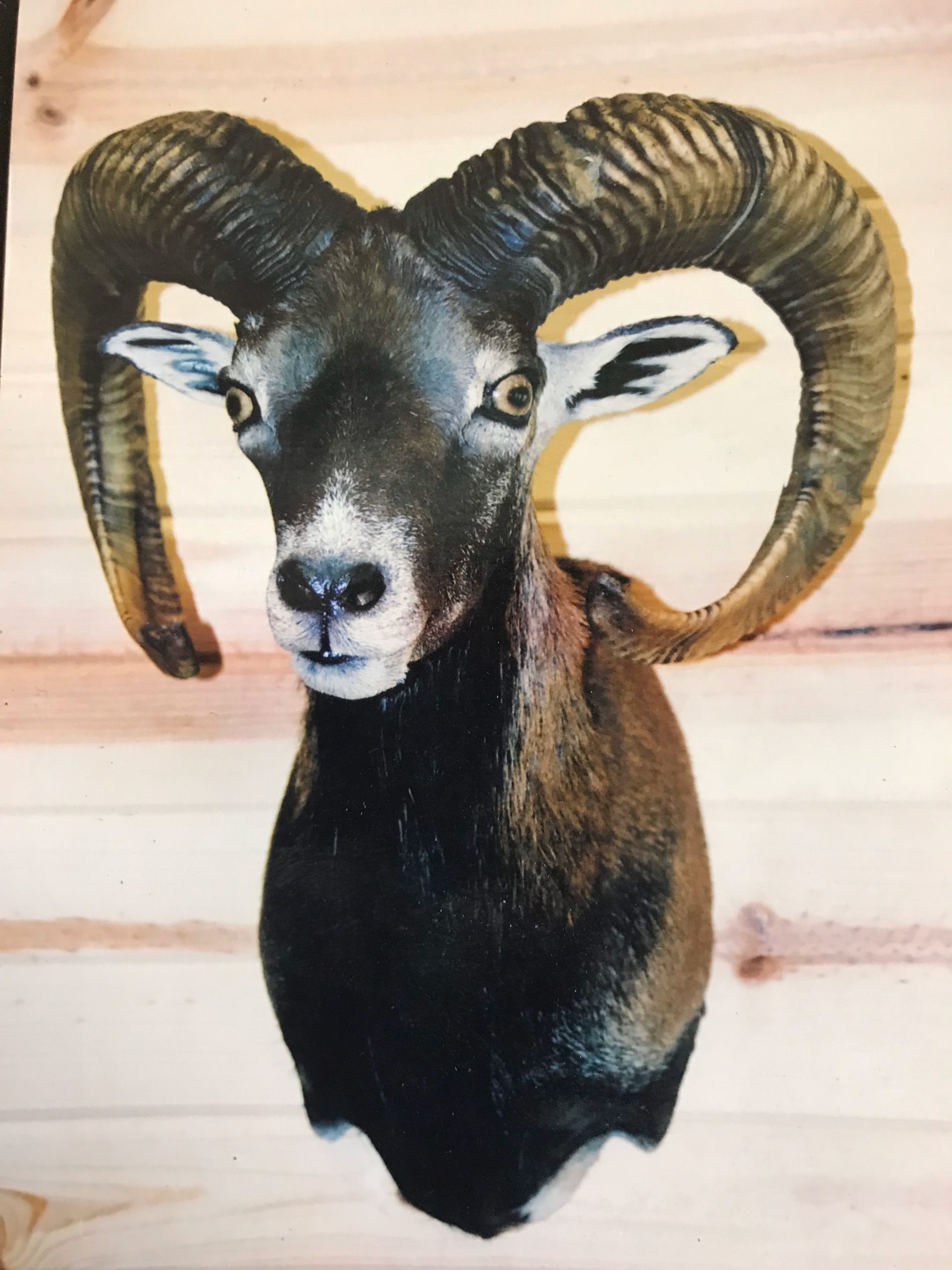 A stuffed exotic animal head