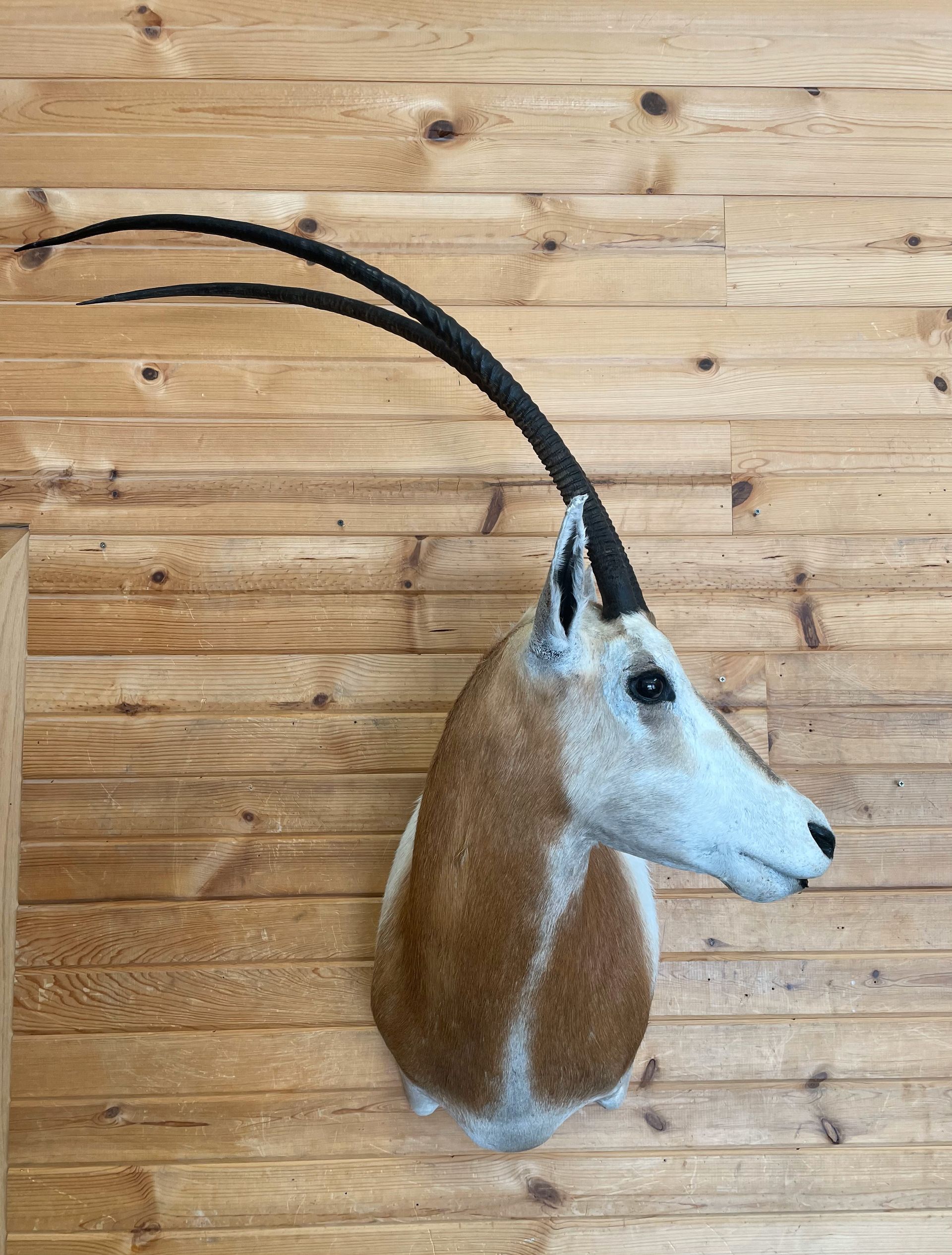 A stuffed exotic animal head is hanging on a wooden wall.