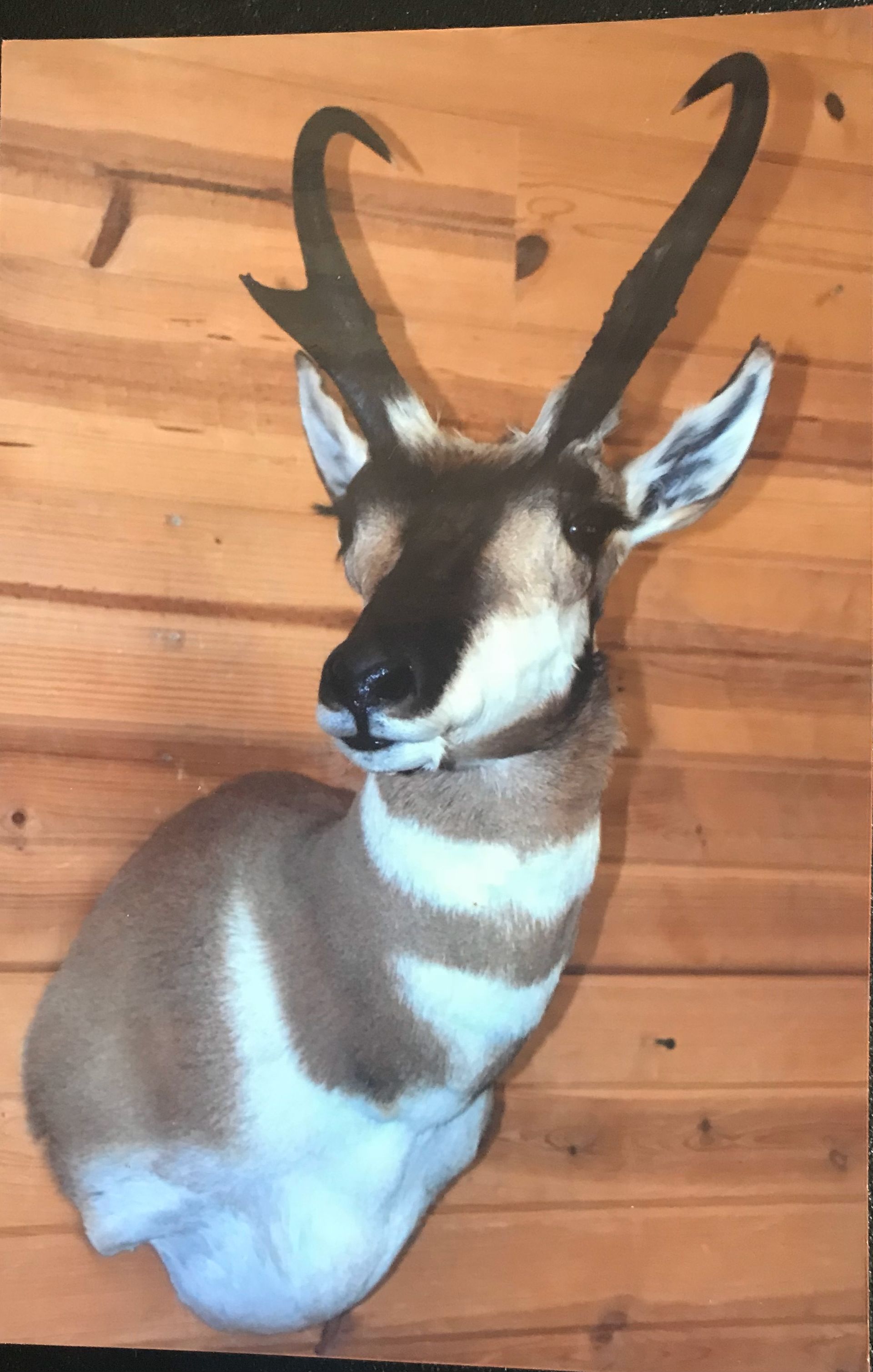 An antelope head mounted on a wooden wall