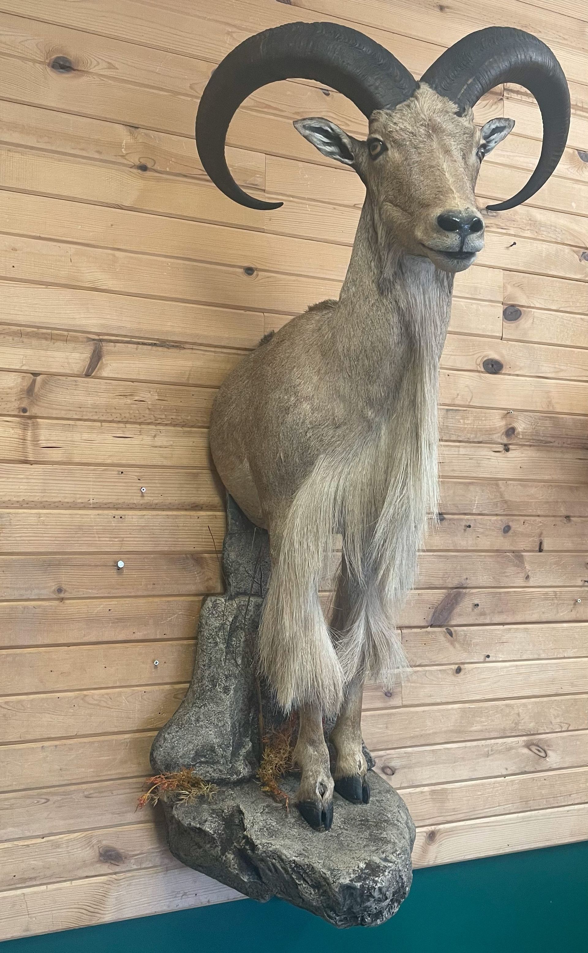 A stuffed goat with horns is hanging on a wooden wall.