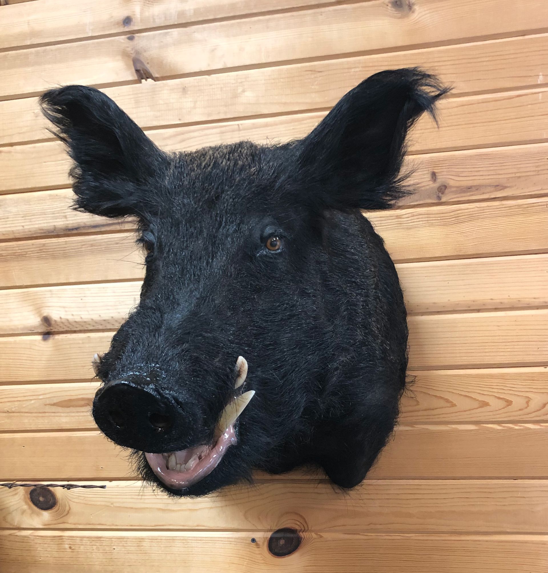 A stuffed boar head is hanging on a wooden wall