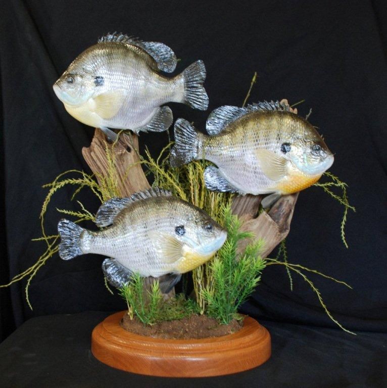 Three fish are sitting on a piece of driftwood