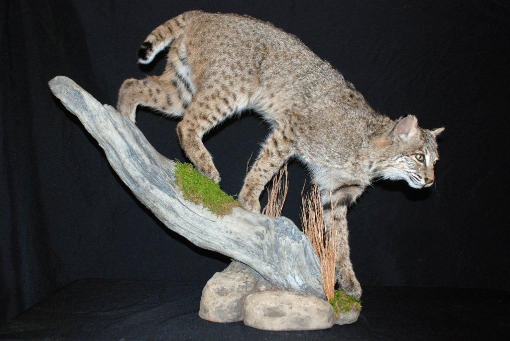 A stuffed bobcat standing on a rock