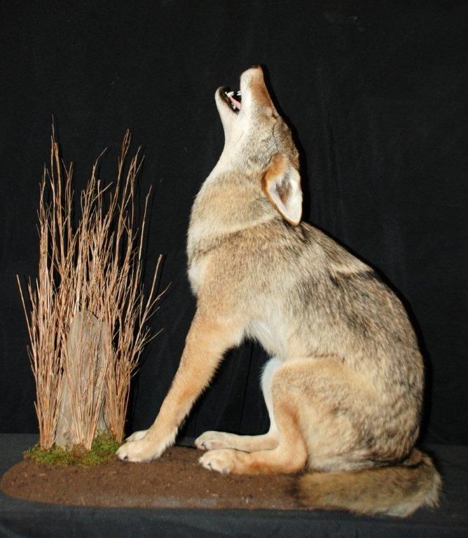 A stuffed coyote with its mouth open