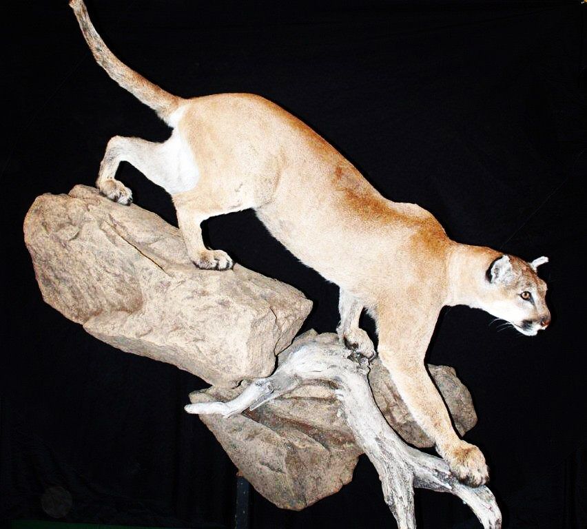 A mountain lion on a rock