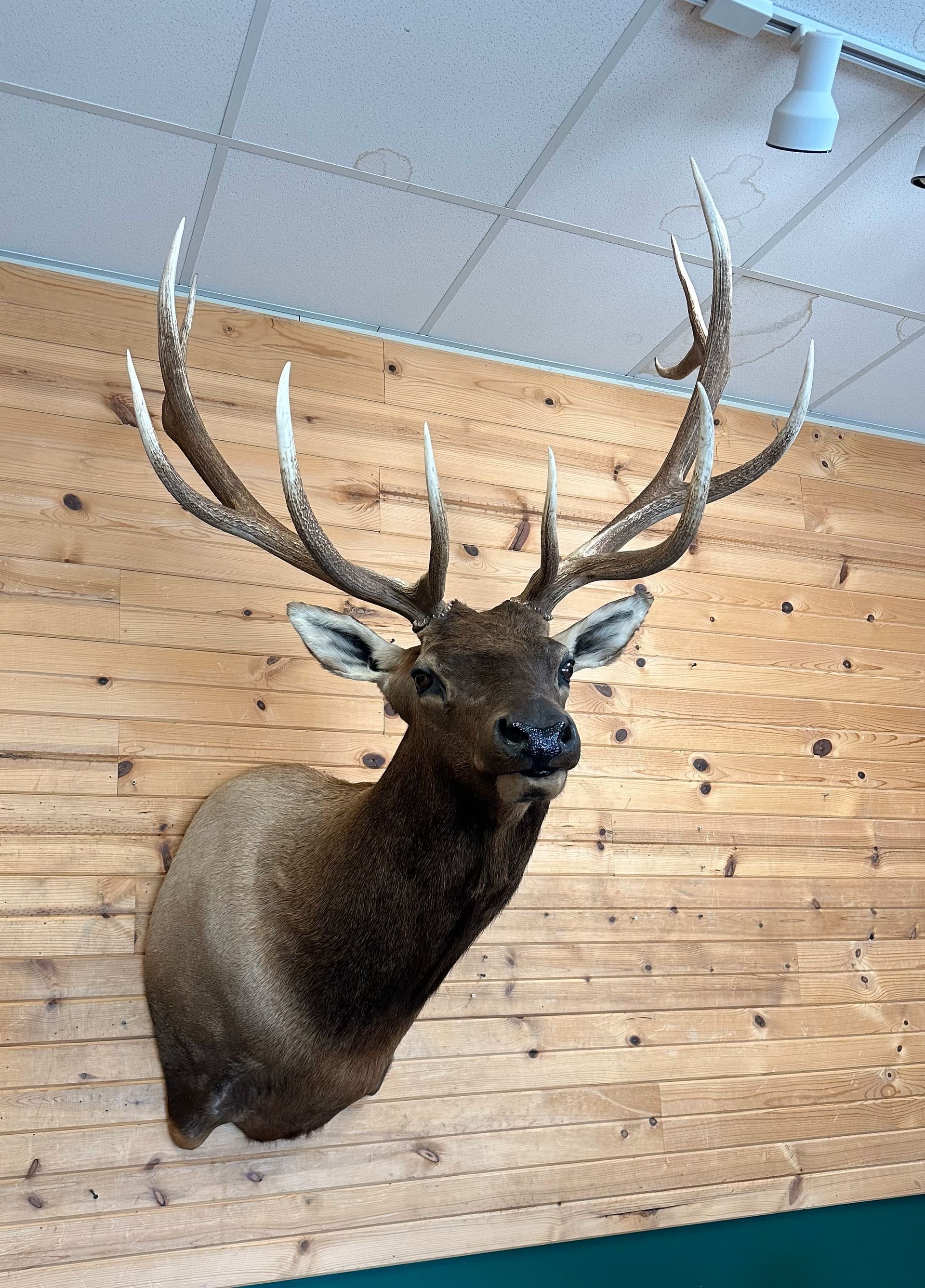 An elk head mounted on a wooden wall