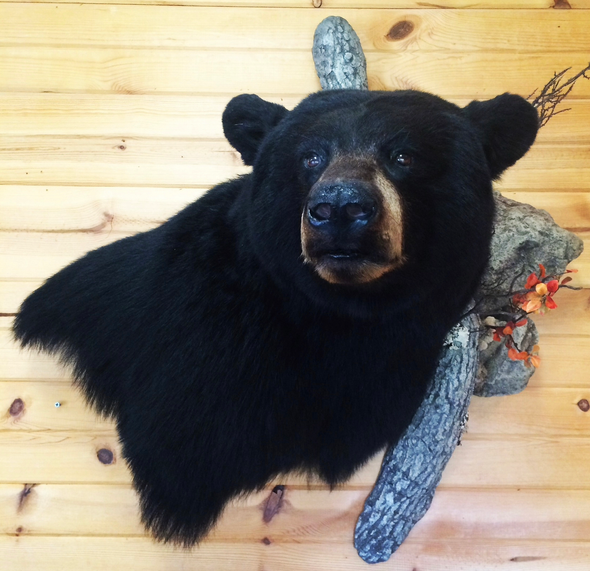 A black bear head mounted on a wooden wall