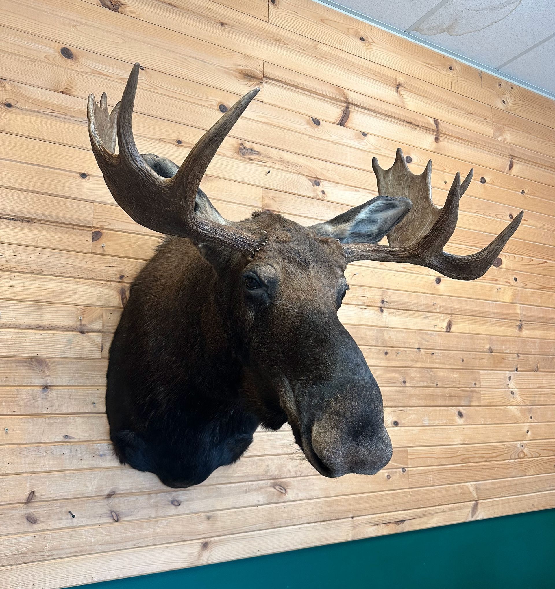 A moose head is hanging on a wooden wall