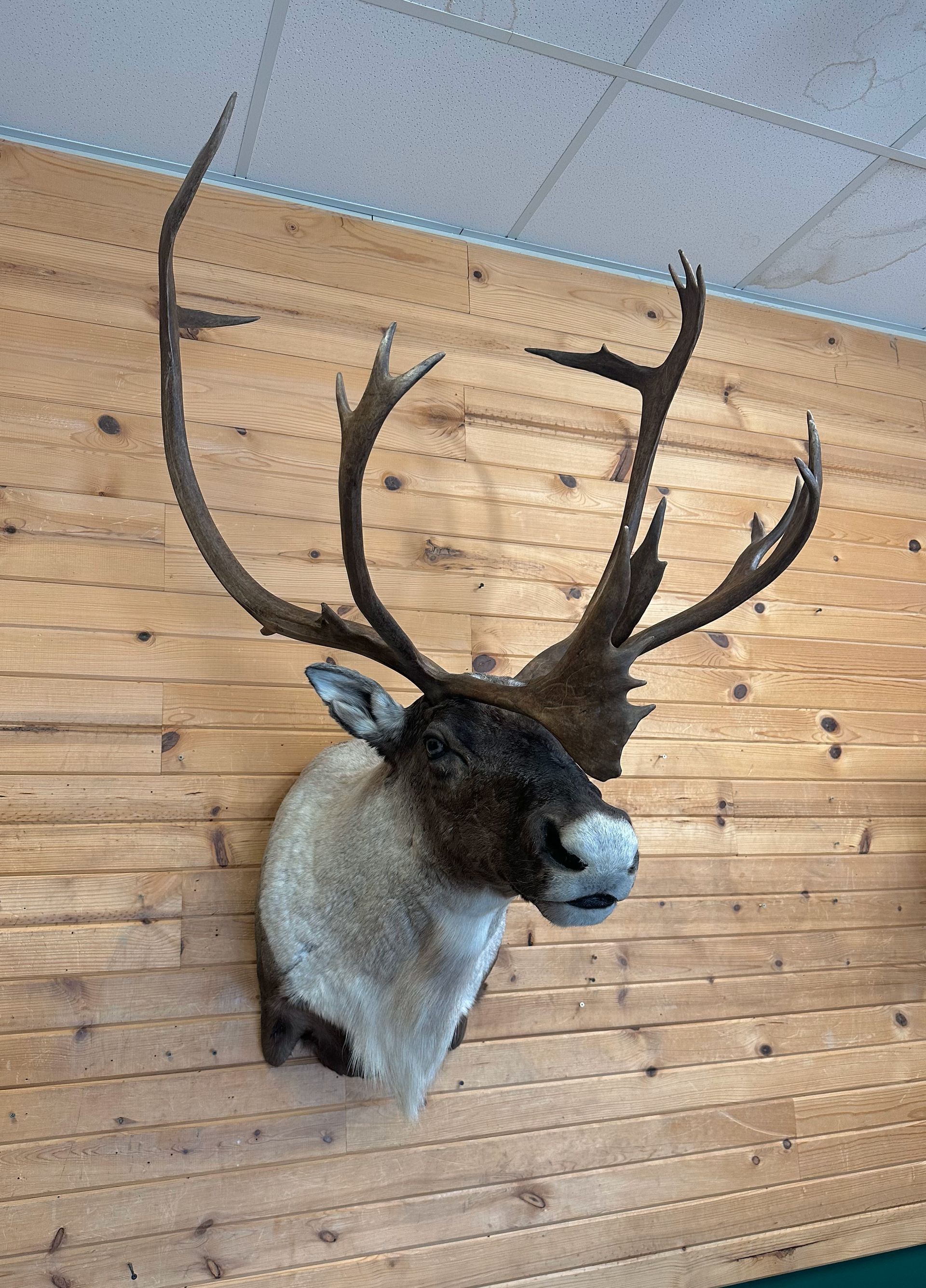 A caribou head is hanging on a wooden wall.