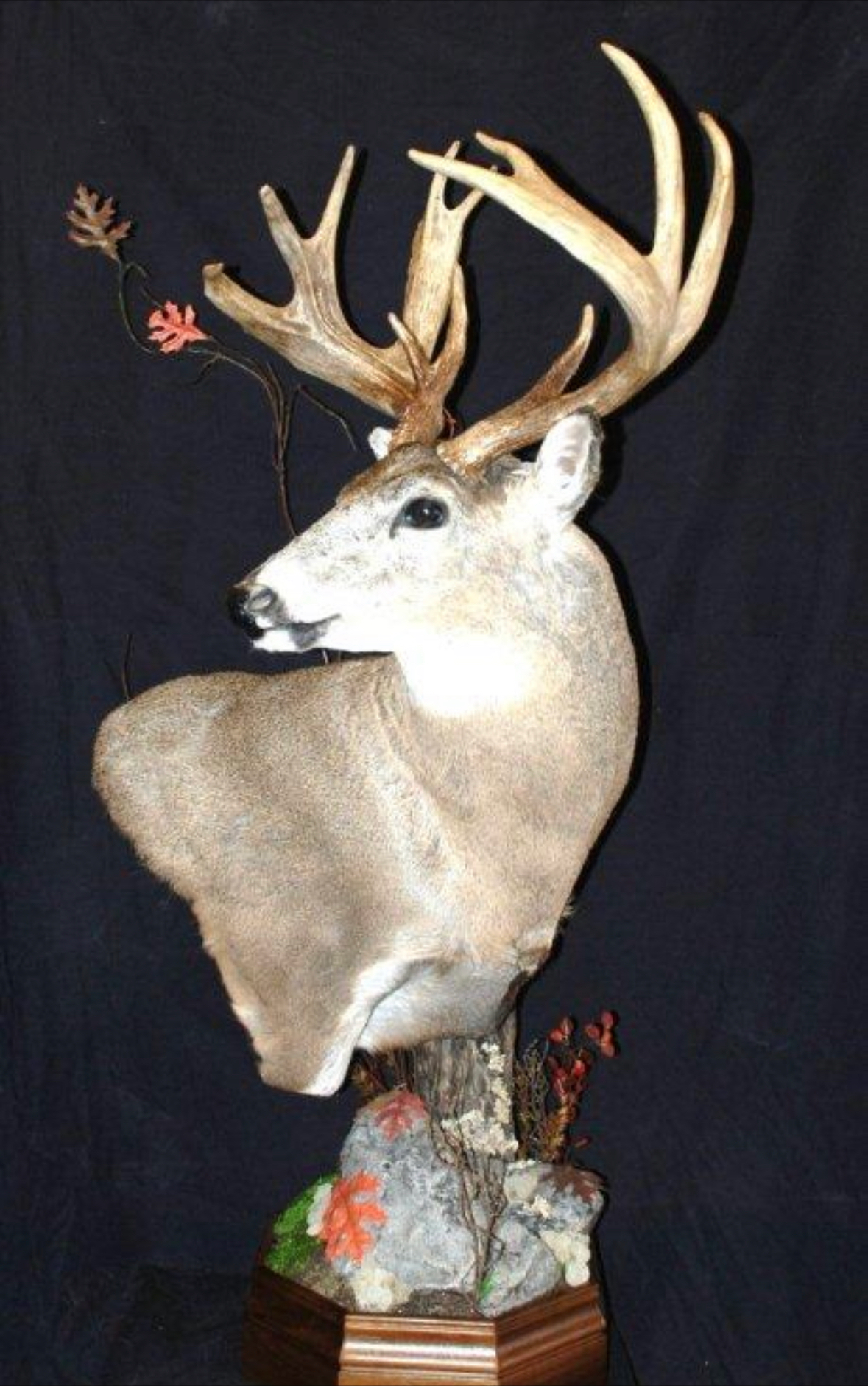 A deer head with antlers on a black background