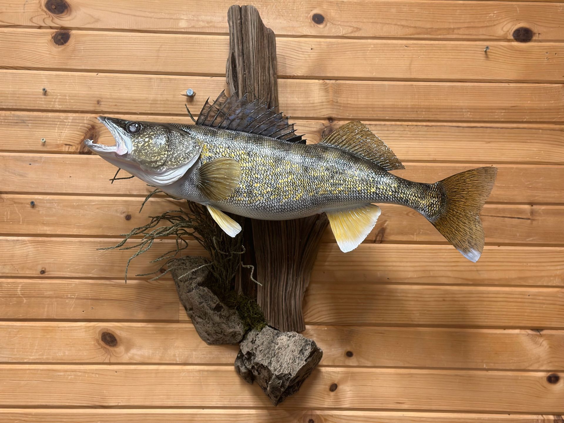 A fish is hanging on a wooden wall.