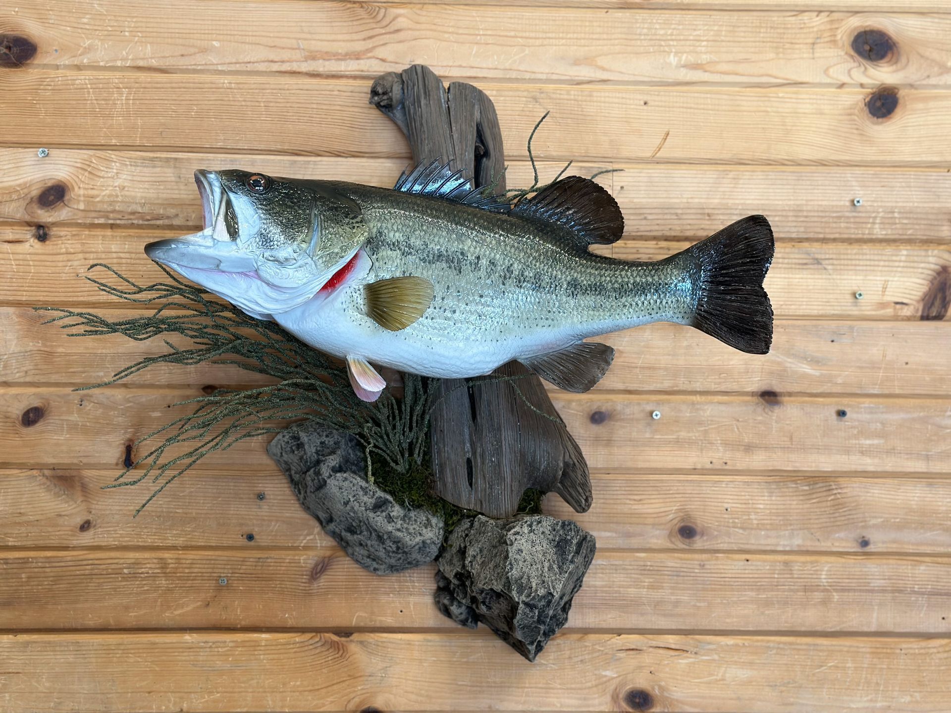 A large fish is hanging on a wooden wall.