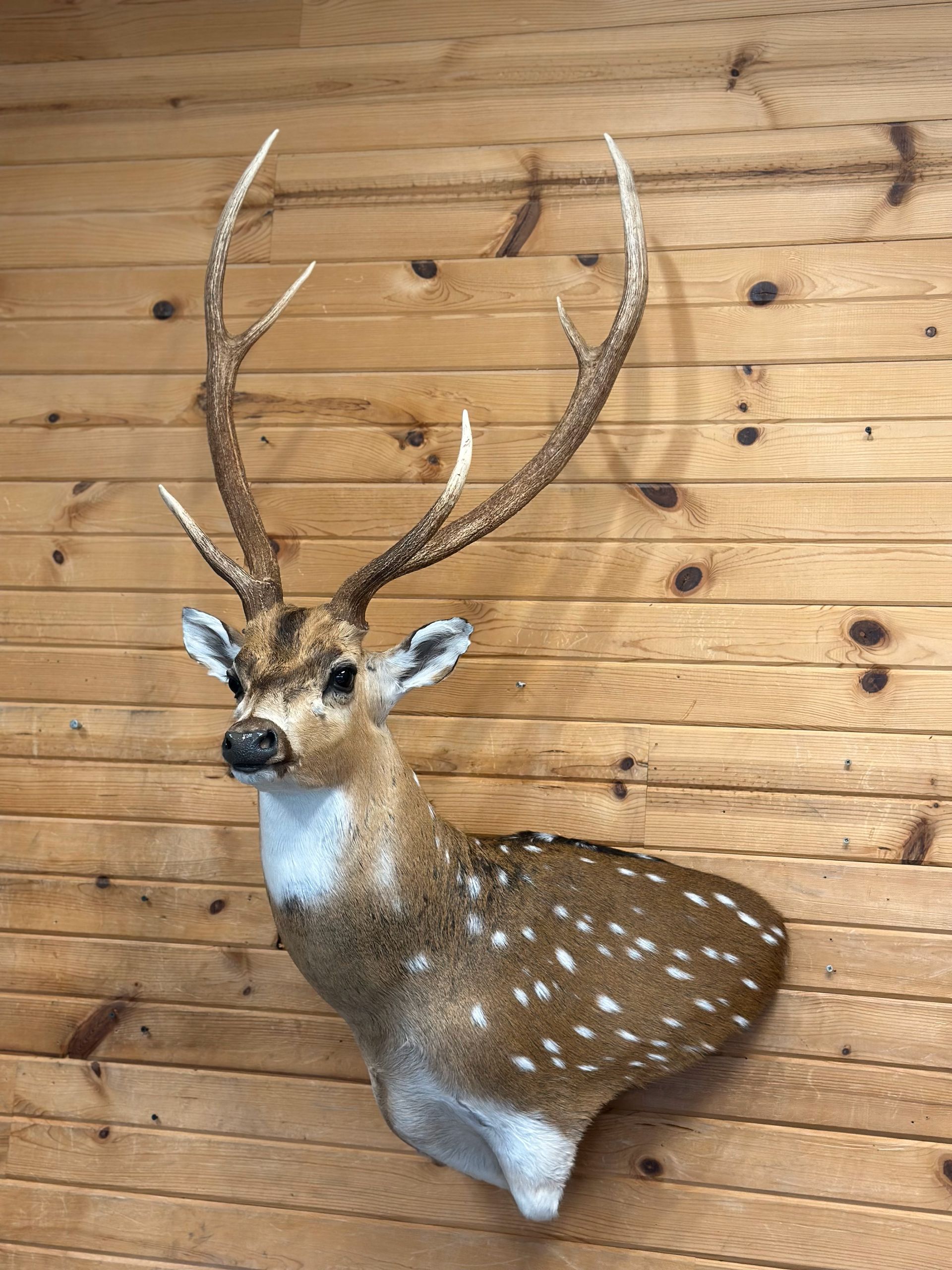 A deer head is hanging on a wooden wall.