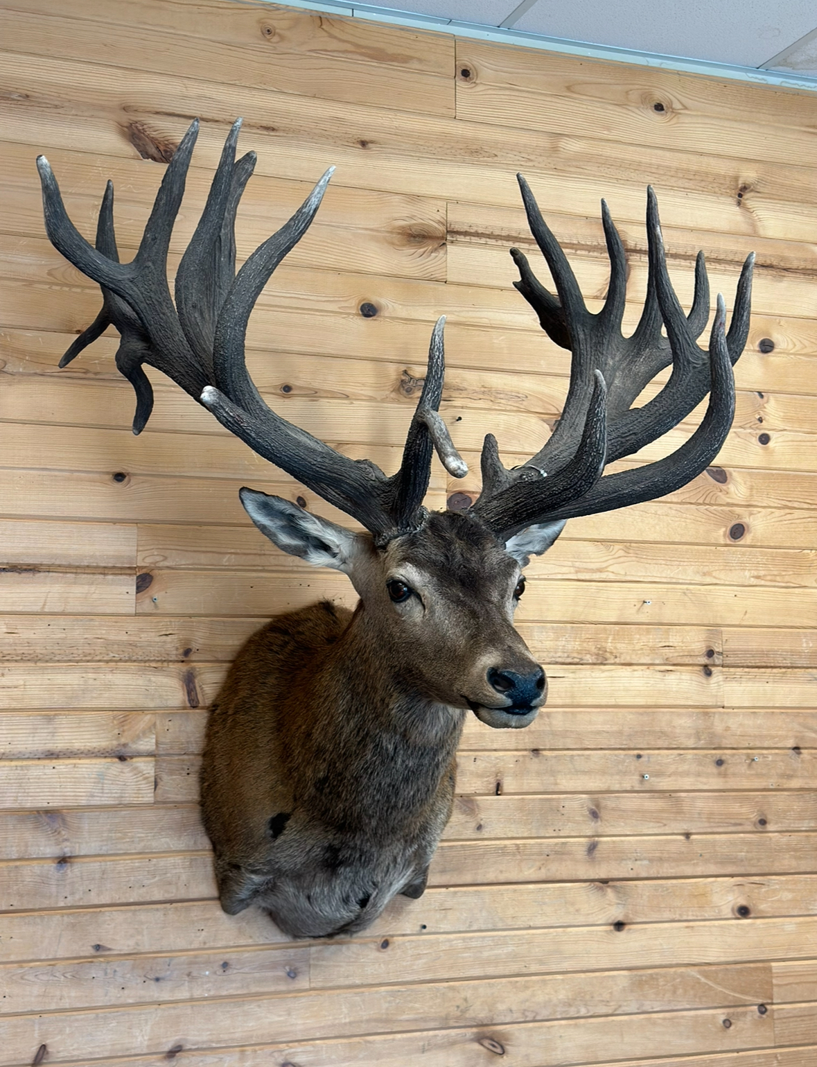 An elk head is hanging on a wooden wall.