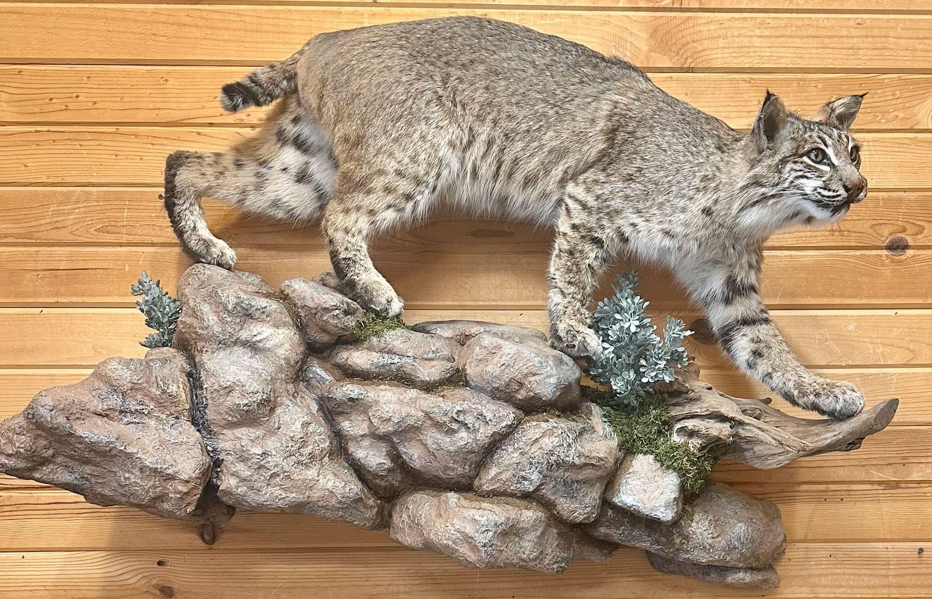 A bobcat is standing on top of a rock on a wooden wall.