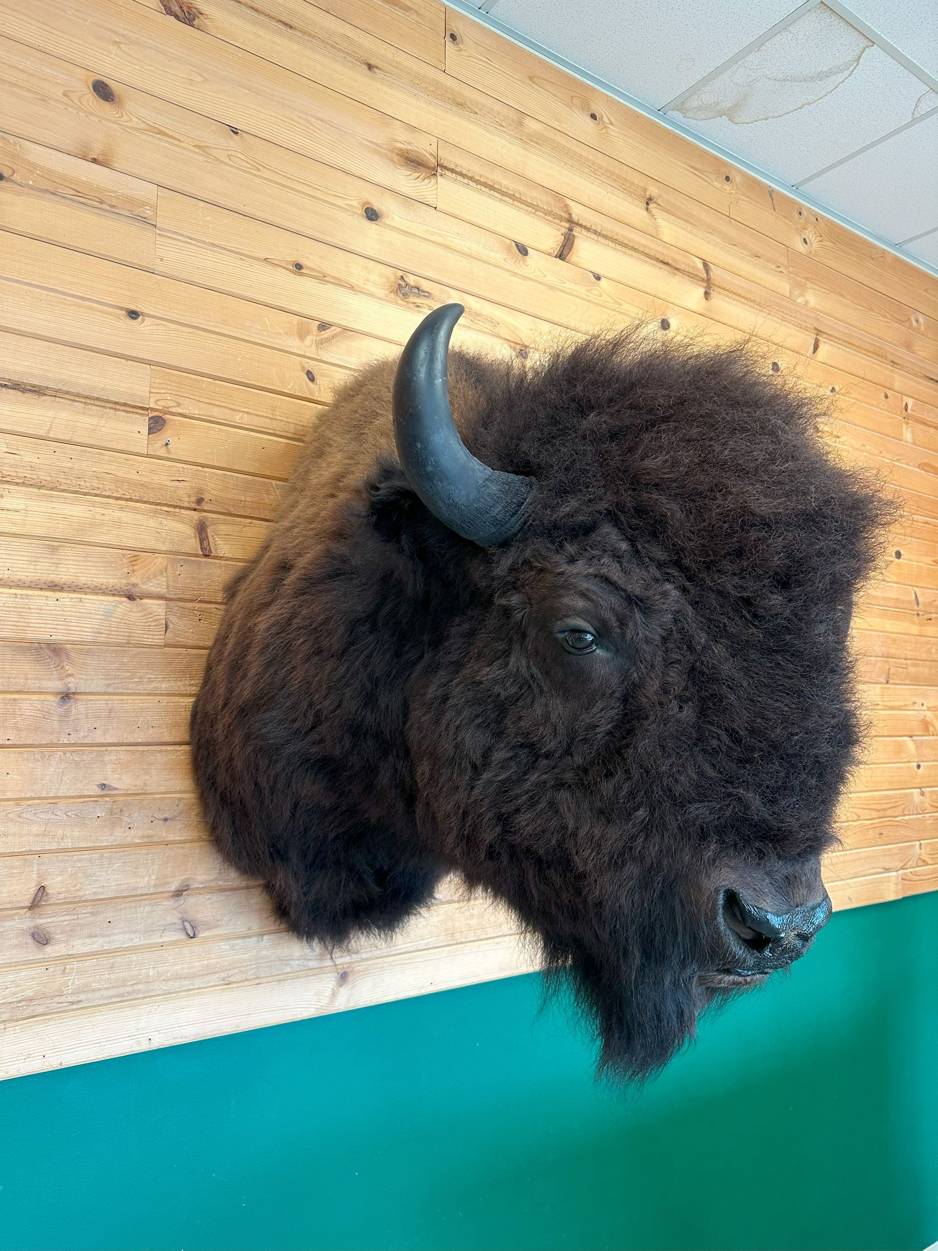A stuffed bison head is hanging on a wooden wall.