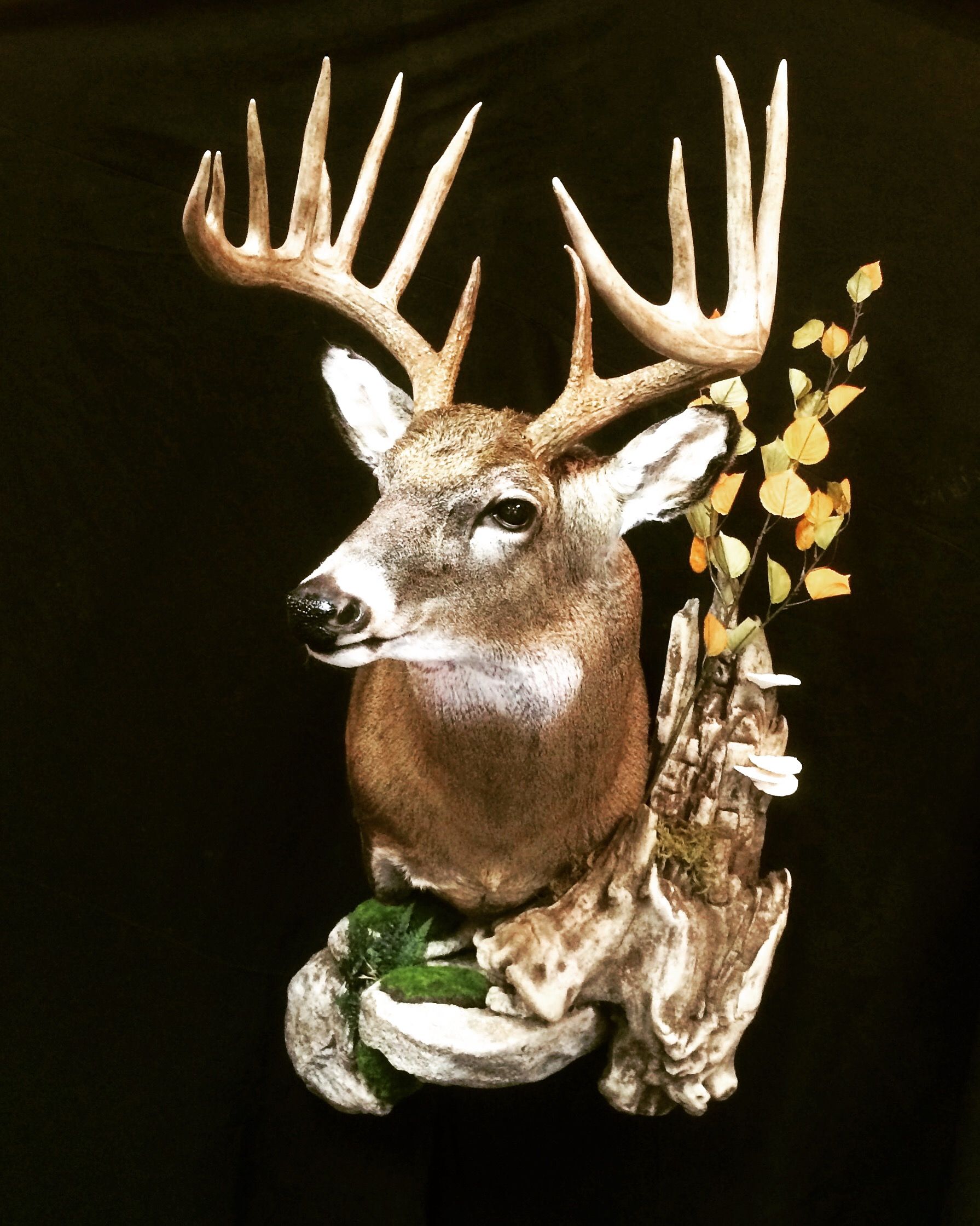 A close up of a deer 's head on a black background.