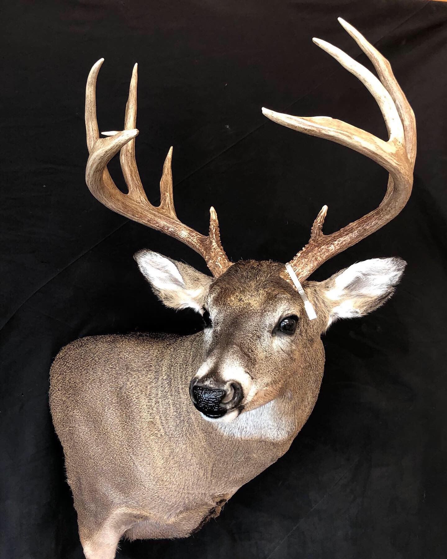 A close up of a deer 's head on a black background