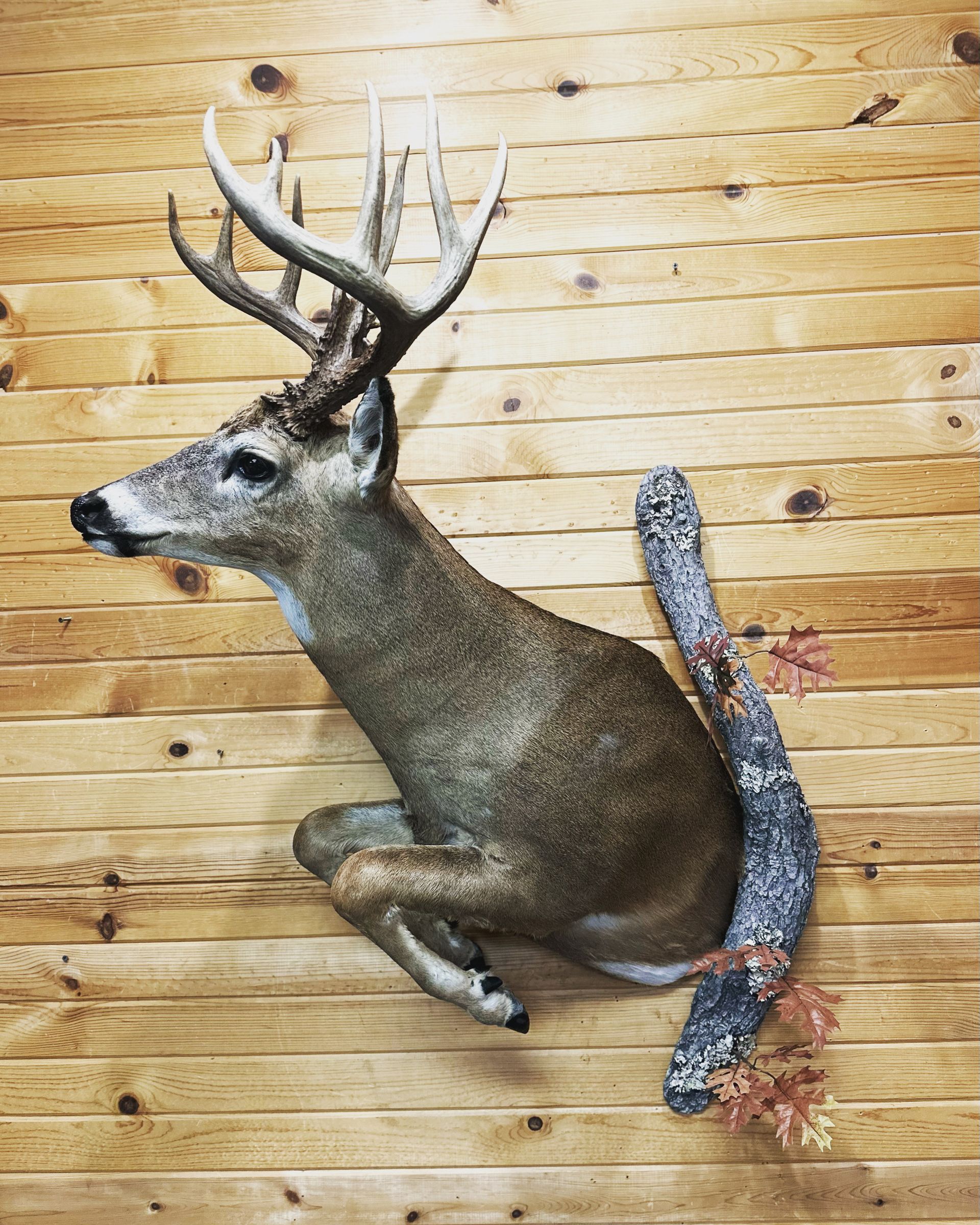A deer is hanging on a wooden wall.
