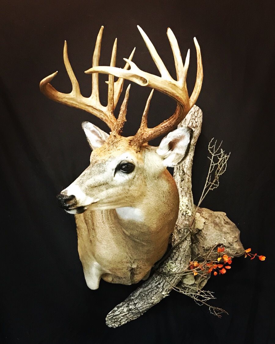 A deer head mounted on a tree branch with a black background