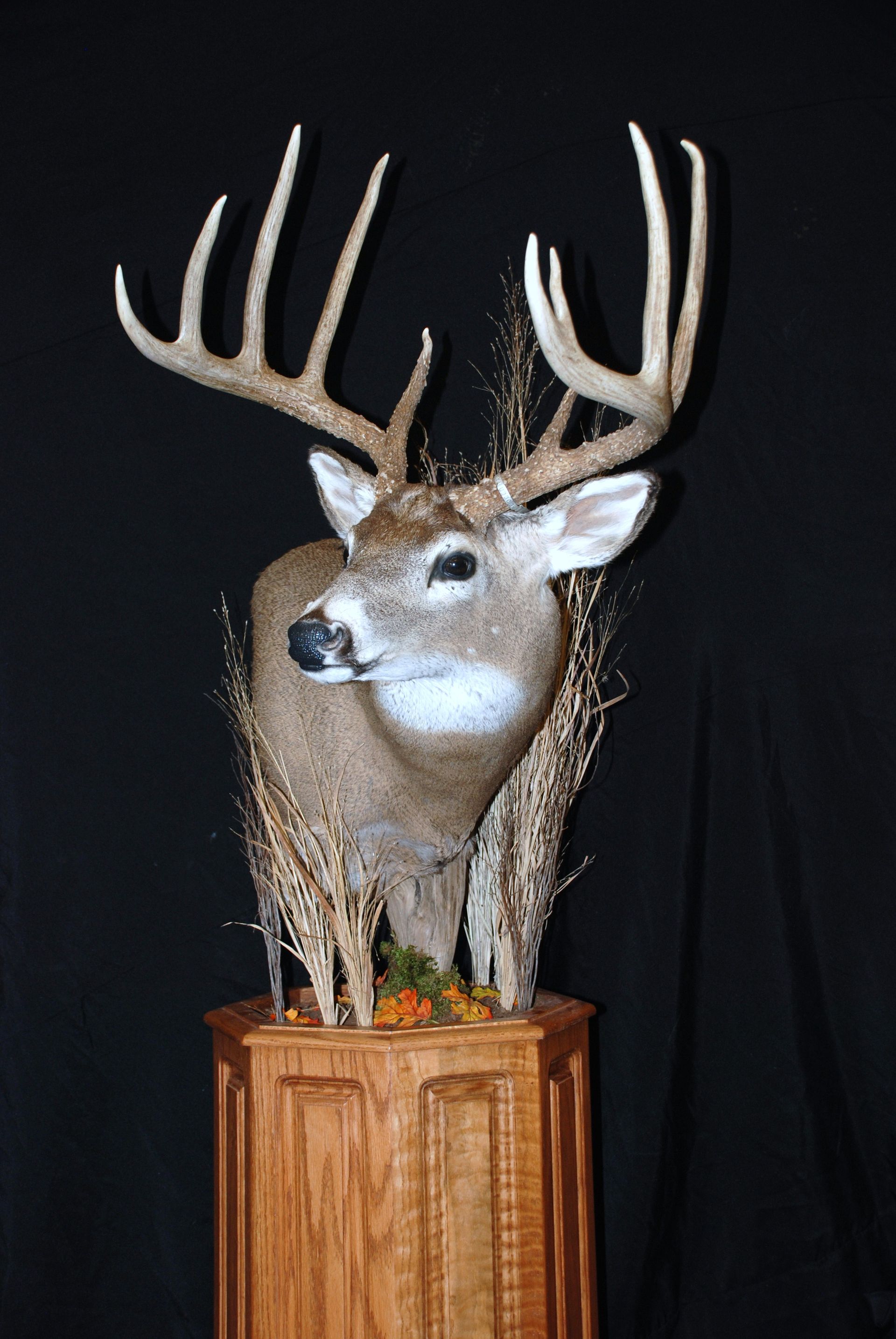 A deer head is sitting on top of a wooden pedestal.