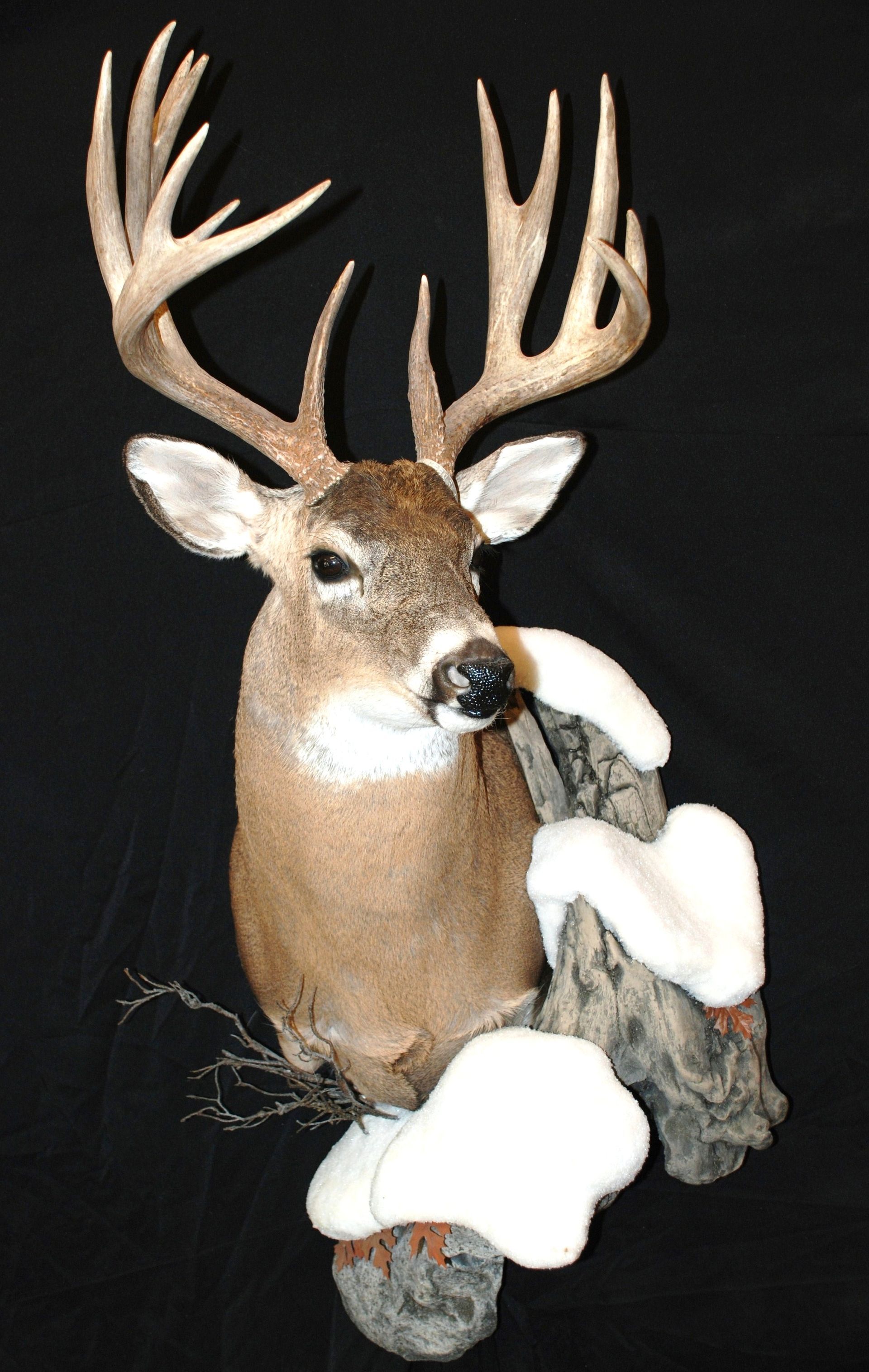 A deer head mounted on a tree branch with snow on it