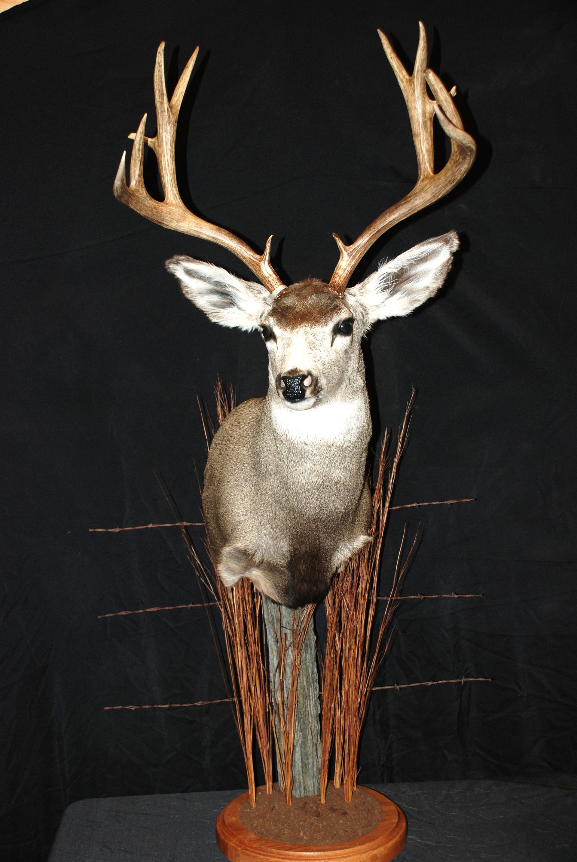 A stuffed deer is sitting on a wooden stand