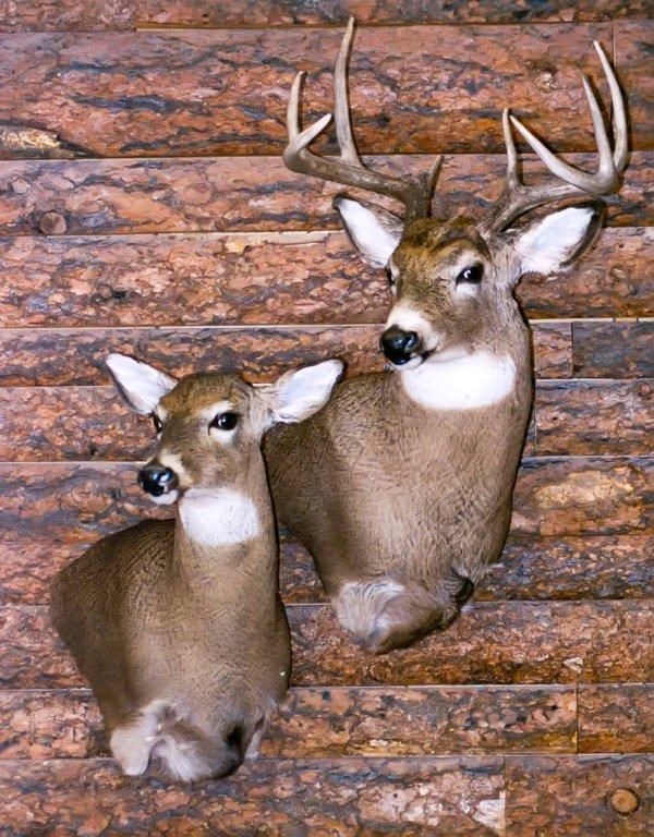 Two deer mounts are hanging on a wooden wall.