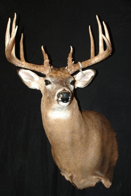 A deer head is mounted on a black background