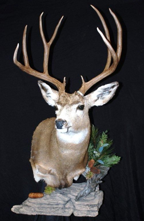 A deer is sitting on a rock with a black background