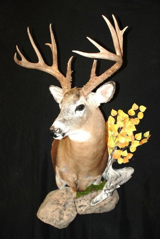 A deer is mounted on a rock with a tree in the background