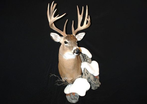 A deer is sitting on a rock with snow on it 's nose.