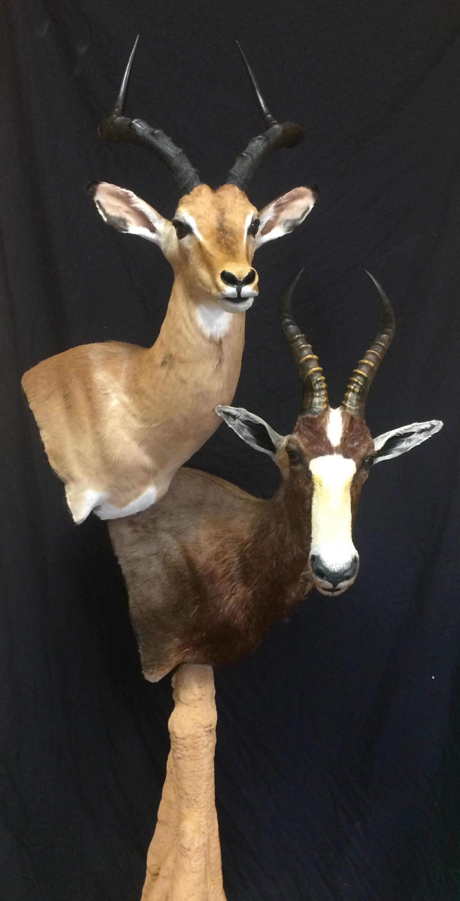 Stuffed exotic animal heads