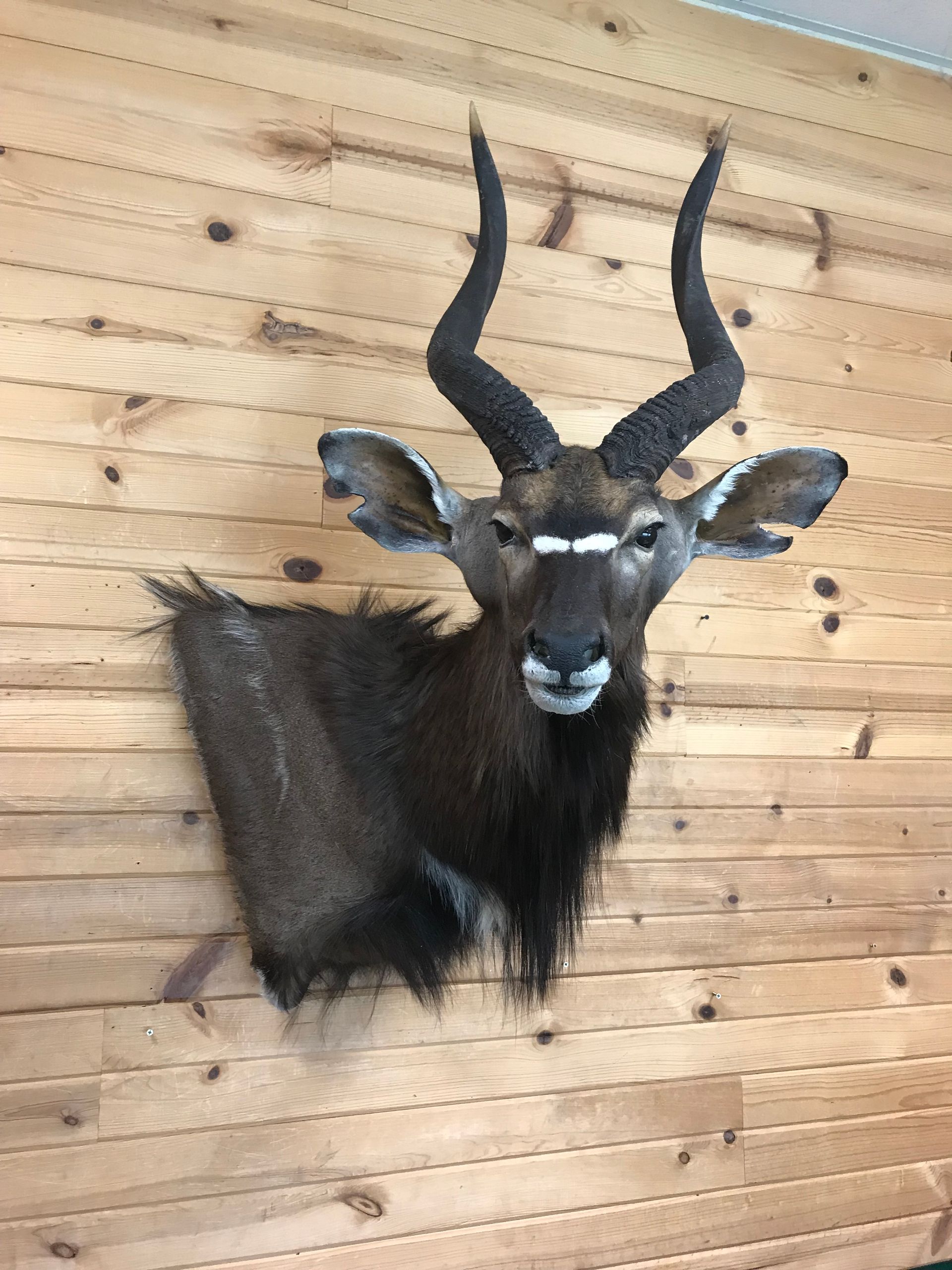 A stuffed exotic animal head hanging on a wooden wall.